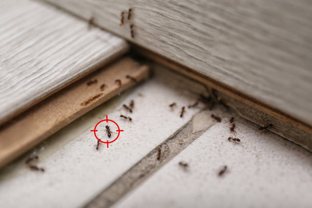 Best Insect Control  in Petal, MS