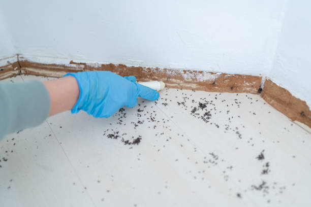 Best Wasp Removal Services  in Petal, MS